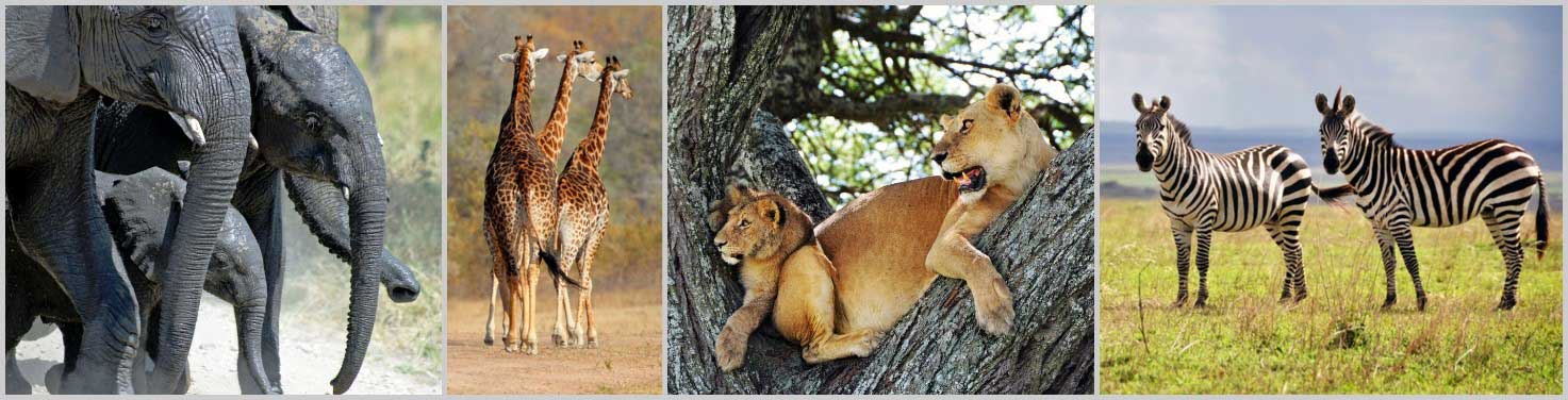 Best of Tansania-7-tägige geführte Lodge Safari, ab 2.150€
