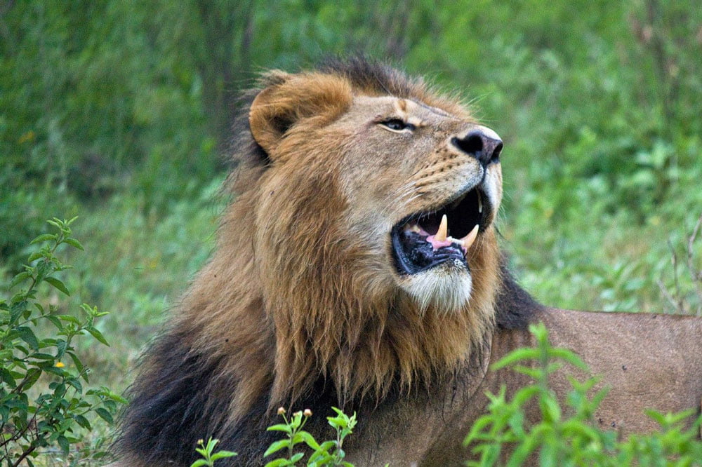 Lion-Tanzania-Experience