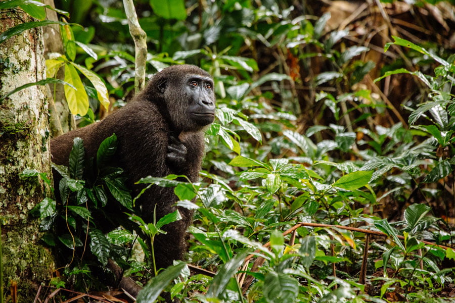 gorilla-odzala-national-park-republic_of_the_congo-gate-to-africa