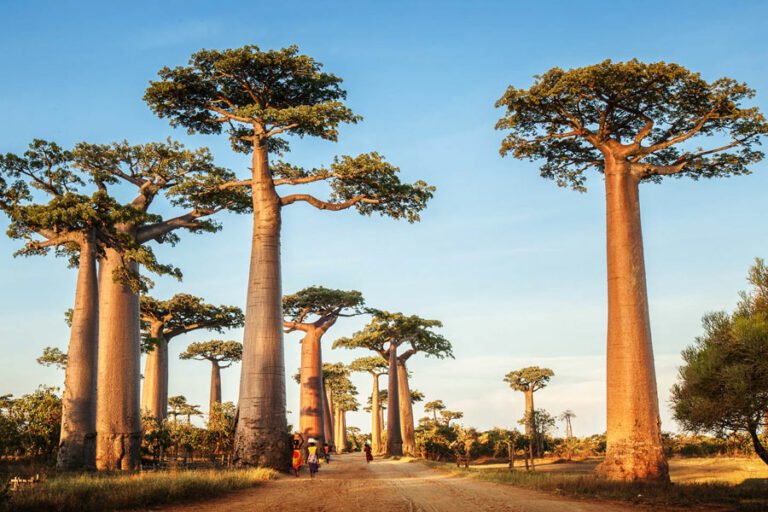 road-baobab-trees-madagascar-gate-to-africa