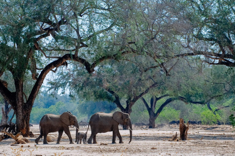 ruckomechi-mana-pools-elephant-zimbabwe-gate-to-africa